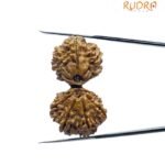 Gaurishankar Rudraksha 35.35 Mm