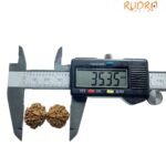 Gaurishankar Rudraksha 35.35 Mm