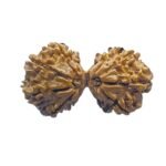 Gaurishankar Rudraksha 35.35 Mm