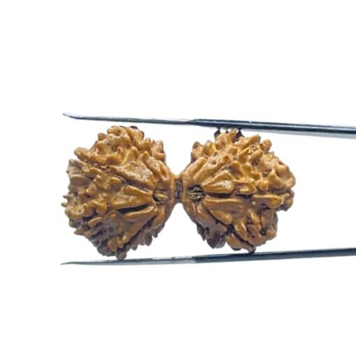 Gaurishankar Rudraksha 35.35 Mm