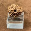 Garbh-Gauri-Rudraksha-20.33-Mm-Dp-C.jpg October 3, 2024 157 Kb