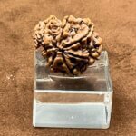 Garbh-Gauri-Rudraksha-20.33-Mm-Rp.jpg October 3, 2024 135 Kb