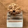 Garbh-Gauri-Rudraksha-20.33-Mm-Sp-C.jpg October 3, 2024 141 Kb