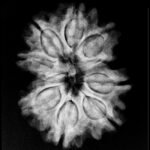 Gauri Shankar Rudraksha 24.65 Mm X-Ray