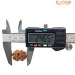 Gaurishankar Rudraksha (24.65 Mm)
