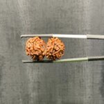 Gaurishankar Rudraksha (27.05 mm)