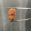 Gaurishankar Rudraksha (27.44 Mm)