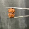 Gaurishankar Rudraksha (28.45 Mm)