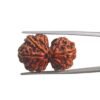Gaurishankar Rudraksha (28.90 Mm)
