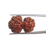 Gaurishankar Rudraksha (28.90 MM)