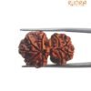 Gaurishankar Rudraksha (28.90 Mm)