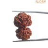Gaurishankar Rudraksha (28.90 Mm)
