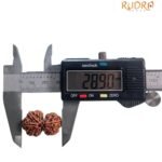Gaurishankar Rudraksha (28.90 Mm)