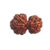 Gaurishankar Rudraksha (28.90 Mm)