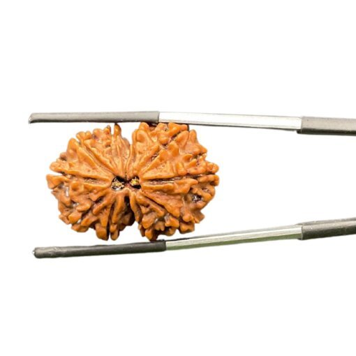 Gaurishankar Rudraksha (28.95 Mm )