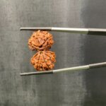 Gaurishankar Rudraksha Nepal