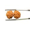 Gaurishankar Rudraksha (29.94 Mm)