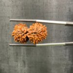 Gaurishankar Rudraksha (29.94 mm)