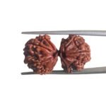 Gaurishankar Rudraksha (30.05 MM)