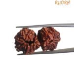 Gaurishankar Rudraksha (30.05 MM)