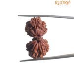 Gaurishankar Rudraksha (30.05 Mm)