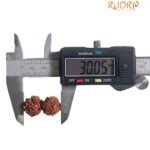 Gaurishankar Rudraksha (30.05 Mm)