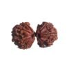 Gaurishankar Rudraksha (30.05 Mm)