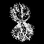 Gaurishankar Rudraksha (31.80 MM)