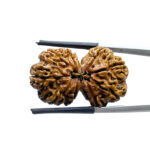 Gaurishankar Rudraksha (31.80 MM)