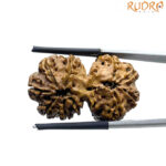 Gaurishankar Rudraksha (31.80 MM)