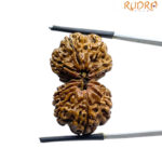 Gaurishankar Rudraksha (31.80 MM)