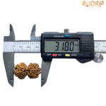 Gaurishankar Rudraksha (31.80 MM)
