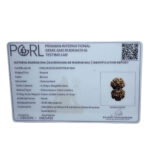 Gaurishankar Rudraksha (31.80 MM)