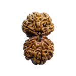 Gaurishankar Rudraksha (31.80 MM)