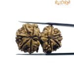 Gaurishankar Rudraksha (32.20 Mm)