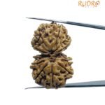 Gaurishankar Rudraksha (32.20 Mm)