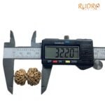 Gaurishankar Rudraksha (32.20 Mm)