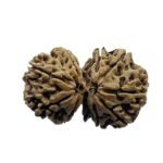 Gaurishankar Rudraksha (32.20 Mm)