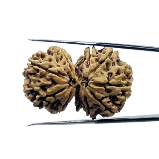 Gaurishankar Rudraksha (32.20 Mm)