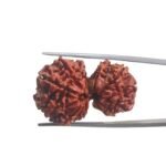 Gaurishankar Rudraksha (33.50 MM)