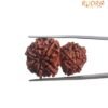 Gaurishankar Rudraksha (33.50 Mm)