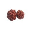 Gaurishankar Rudraksha (33.50 Mm)