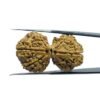 Gaurishankar Rudraksha (33.85 Mm)
