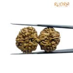 Gaurishankar Rudraksha (33.85 Mm)