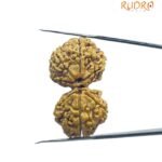 Gaurishankar Rudraksha (33.85 Mm)