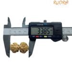 Gaurishankar Rudraksha (33.85 Mm)