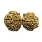 Gaurishankar Rudraksha (33.85 Mm)