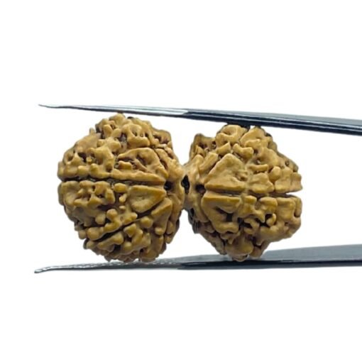 Gaurishankar Rudraksha (33.85 Mm)