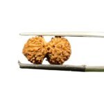 Gaurishankar Rudraksha Indonesian