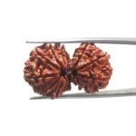 Gaurishankar Rudraksha Nepal ( 32.55 MM)